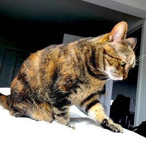 Meet your Posher, Acacia